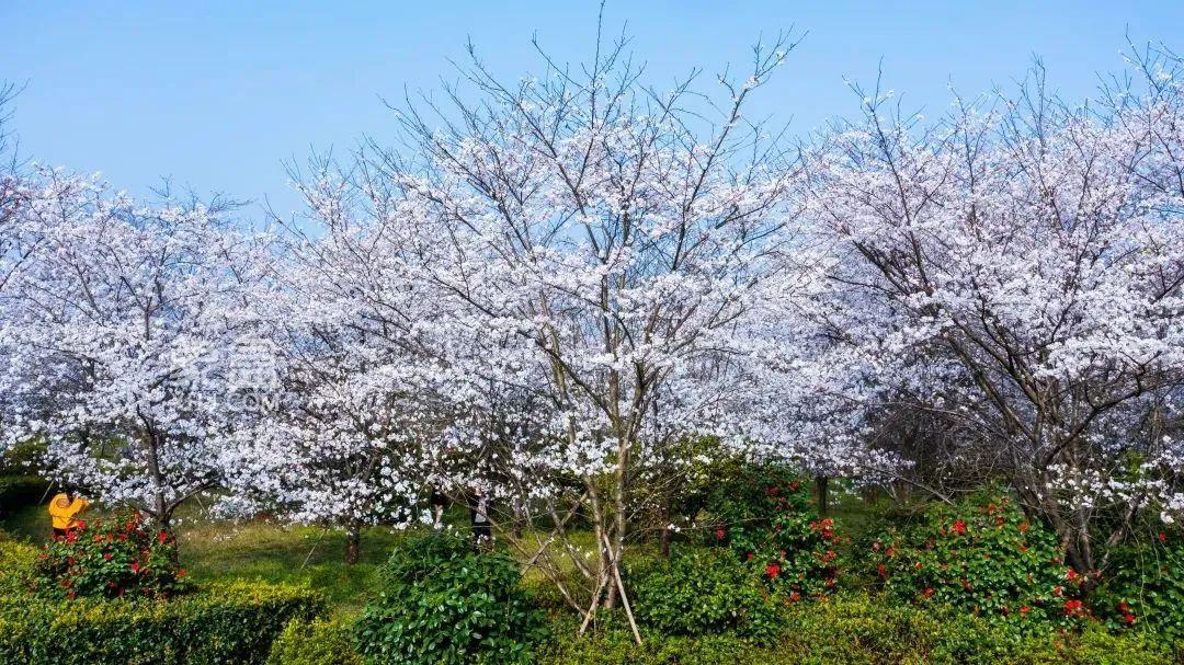 玉湖公园300亩樱花花海惊艳绽放