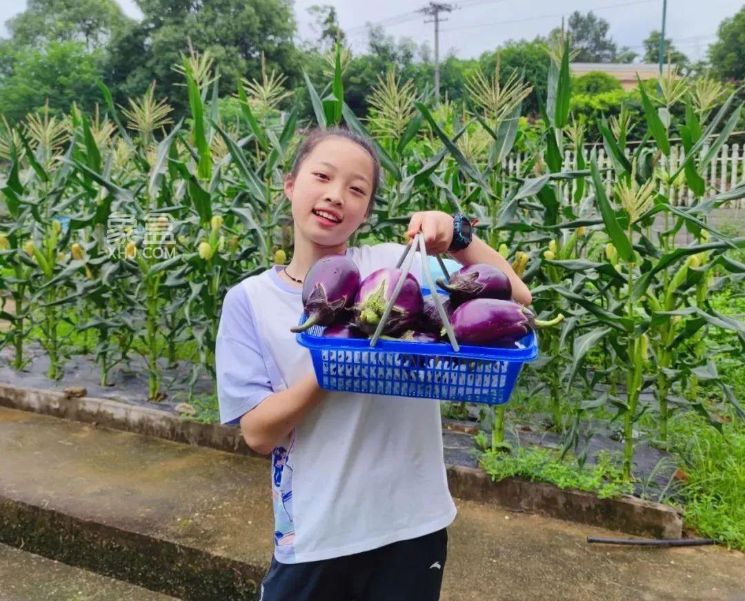 长沙县青山铺镇中心小学：劳动课设在“开心农场”，学生乐采“夏至的蔬果”