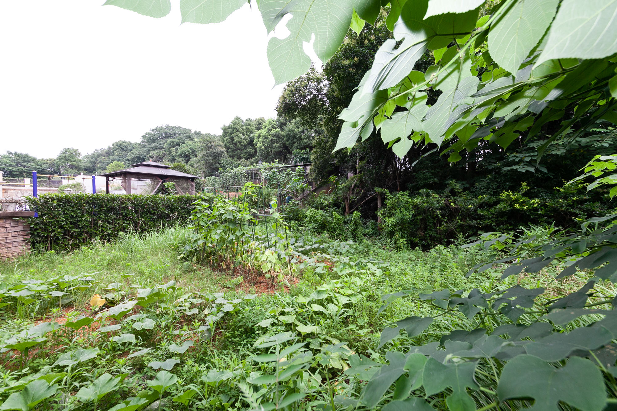 盈峰翠邸  6室3厅4卫    650.0万其他