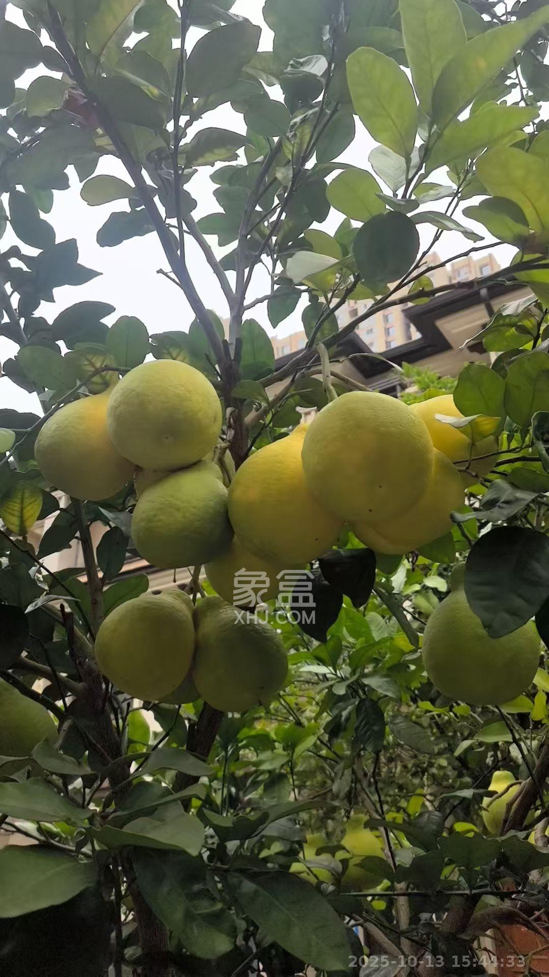 龙湖湘风原著(龙湖湘风星城)  6室3厅3卫    5500.0元/月 龙湖湘风原著(龙湖湘风星城)  6室3厅3卫    5500.0元/月室内图