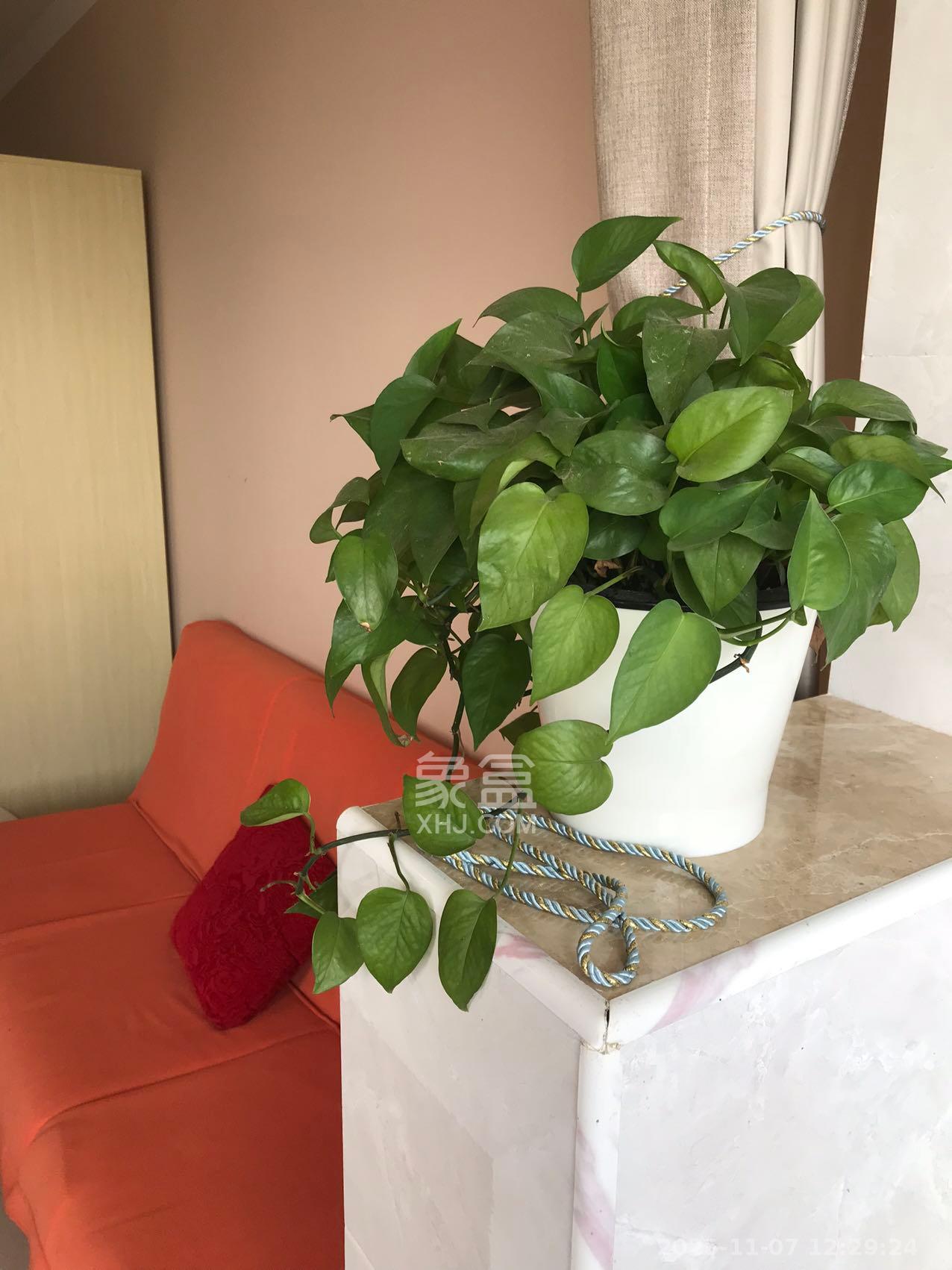 东驿竹园  1室1厅1卫    1200.0元/月室内图