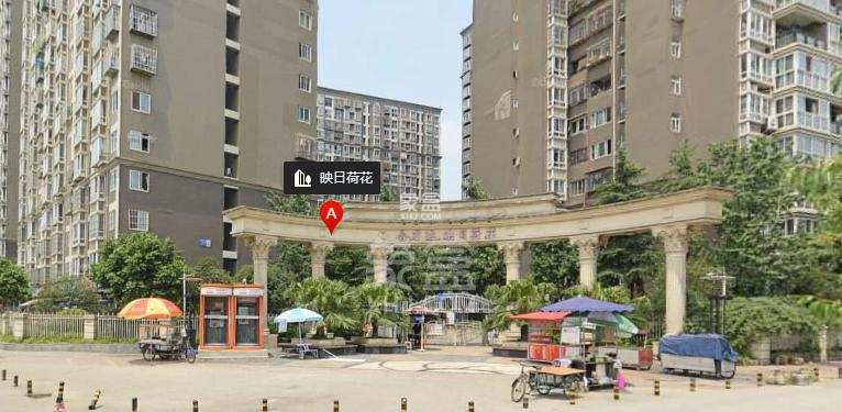 映日荷花 映日荷花室内图2