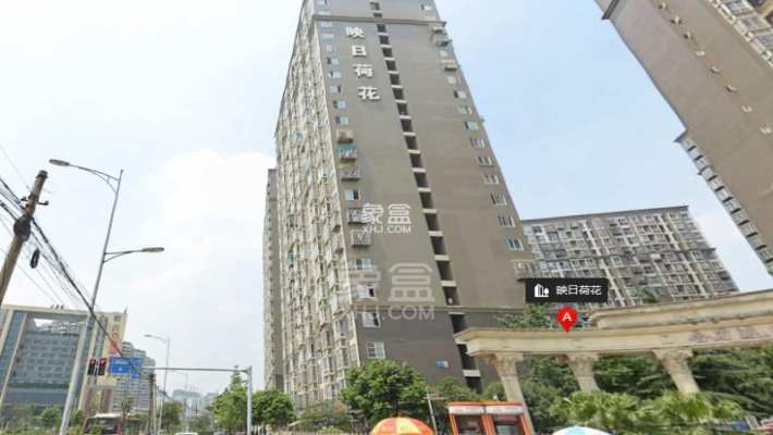 映日荷花 映日荷花室内图2