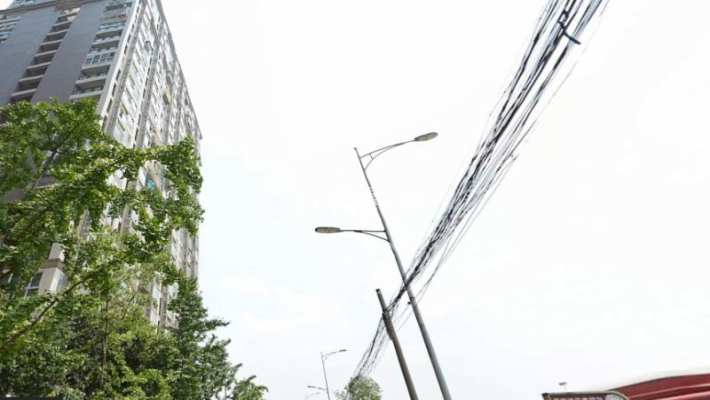 映日荷花 映日荷花室内图2