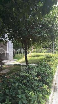 树鑫城市花园  4室2厅2卫   59.80万