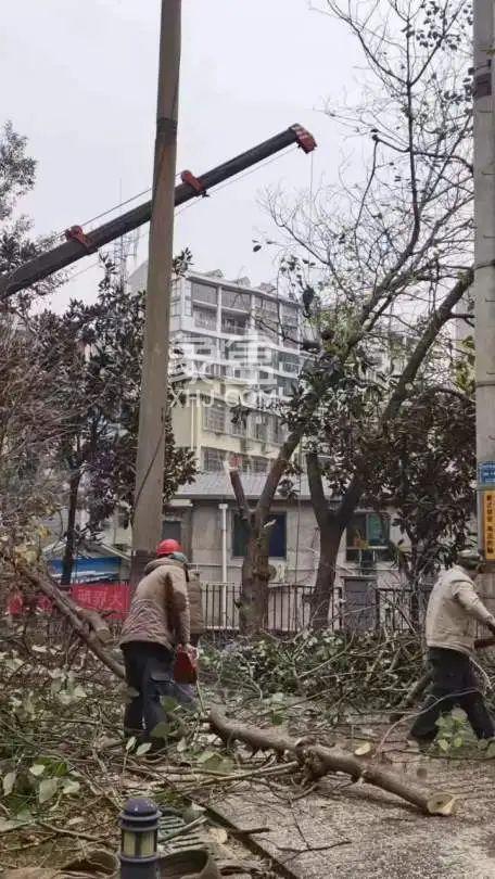 长沙咸嘉湖胜家雅苑修建樟树，这里的居民生活“一路向阳”！