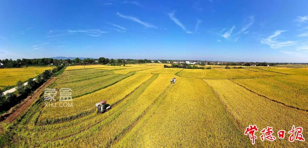 2023年常德粮食总产量382.76万吨，连续20年稳居湖南省第一！