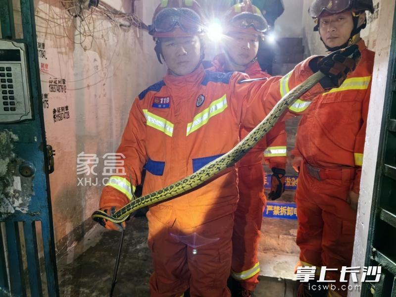 长沙马王堆新桥小区蛇出没，119消防救援及时处置！