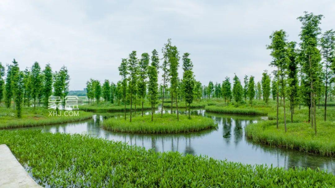 大泽湖湿地公园旁纯新盘“希望绿城江屿湖”首开在即！一线“江景+湖景”！