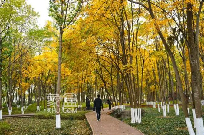 【金秋好景好租】沙灣公園：商圈環(huán)繞地鐵口，環(huán)境佳租價科學(xué)