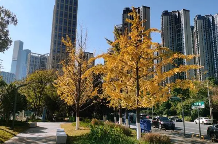 长沙梅溪湖银杏公园已开放，晟通牡丹舸、达美溪湖湾近享！