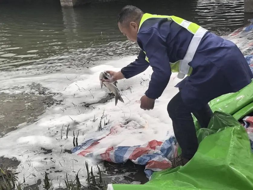 3月17日長沙開福區(qū)園林綠化維護(hù)中心在月湖公園開展2025年魚苗投放活動(dòng)！