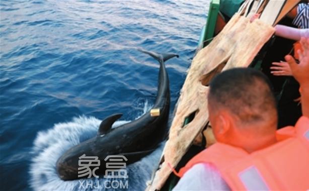 三亚探路美丽中国：以生态基因重构滨海城市的进阶密码