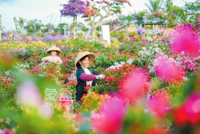 海口以花为媒：从“春日限定”到四季生金的“美丽经济”升级之路‌