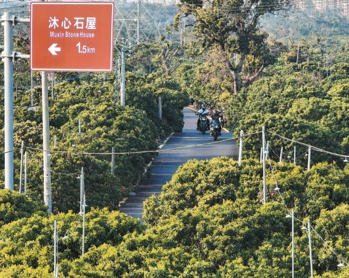 海口以花为媒:从“春日限定”到四季生金的“美丽经济”升级之路 海口以花为媒:从“春日限定”到四季生金的“美丽经济”升级之路