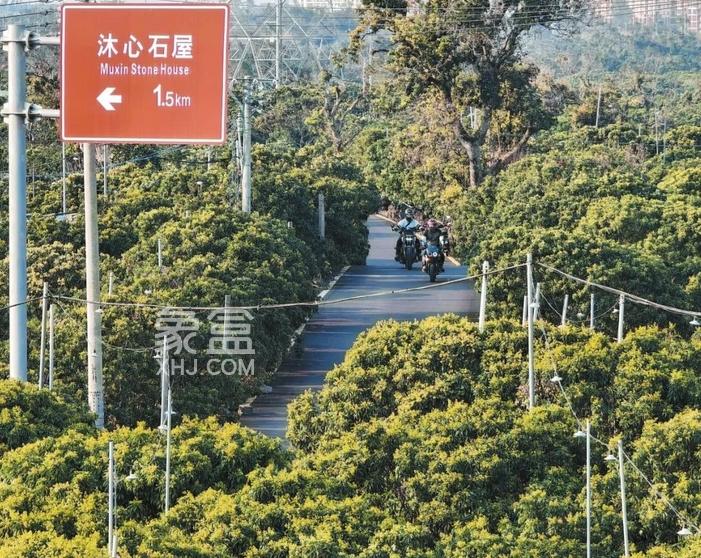 海口以花为媒：从“春日限定”到四季生金的“美丽经济”升级之路‌