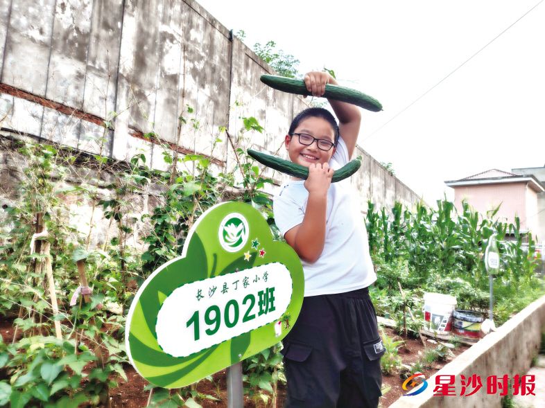 长沙县丁家小学将闲置土地改造为劳动教育基地,“小菜园”大丰收! 长沙县丁家小学将闲置土地改造为劳动教育基地,“小菜园”大丰收!
