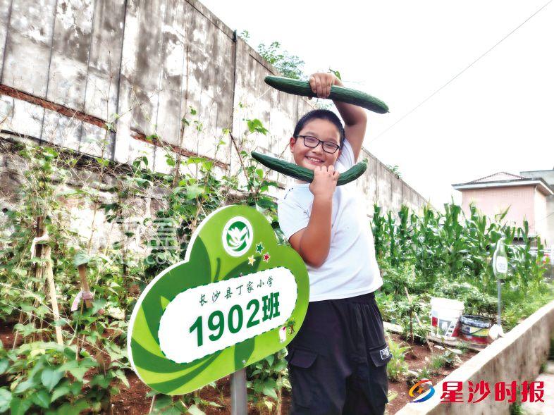 长沙县丁家小学将闲置土地改造为劳动教育基地，“小菜园”大丰收！
