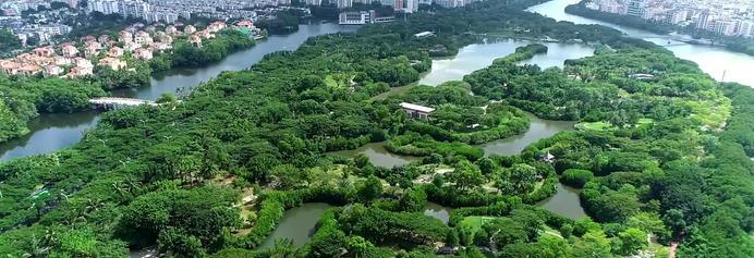 海岸绿绸带：三亚红树林的生态复兴之路