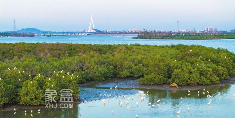 向海图强：海口美丽海湾建设的战略路径与实践创新