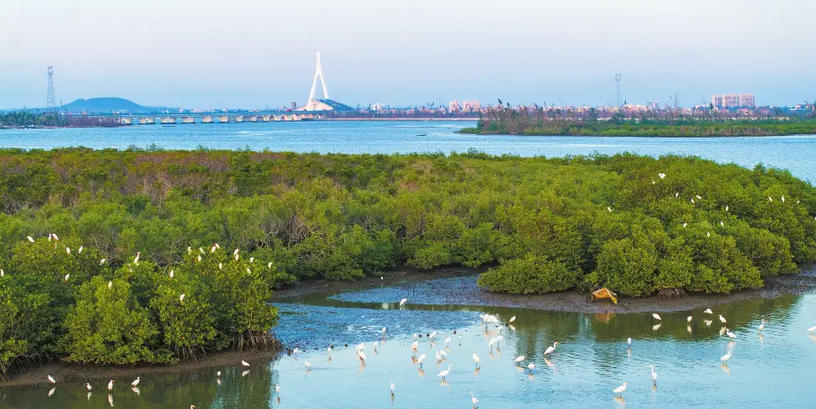 向海图强:海口美丽海湾建设的战略路径与实践创新 向海图强:海口美丽海湾建设的战略路径与实践创新