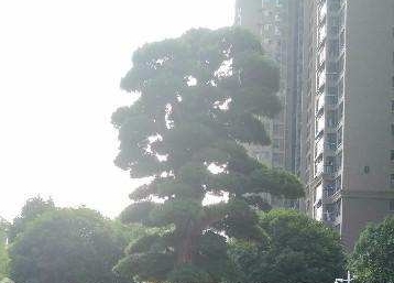 怡河园小区测评：市政府旁的生态宜居典范，住进公园里的家