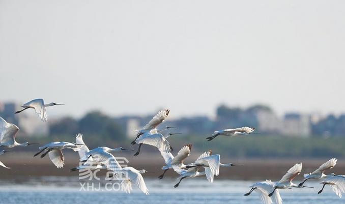 海南启动海岸带生态保护修复项目:筑牢生态屏障 守护美丽海岸 海南启动海岸带生态保护修复项目:筑牢生态屏障 守护美丽海岸