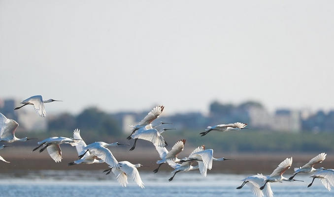 海南启动海岸带生态保护修复项目：筑牢生态屏障 守护美丽海岸