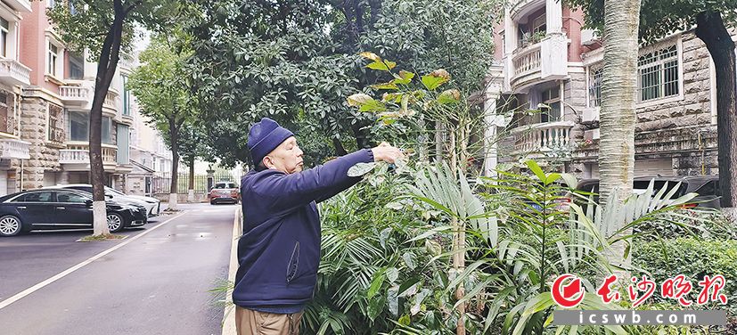 长沙赤岗冲名都花园“护绿使者”唐自化，自费千元扮靓小区！
